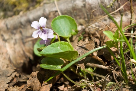 Viola palustris (Marsh violet) flowers in forestの写真素材