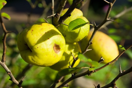 Japanese quince (Chaenomeles) fruits in sunlightの写真素材