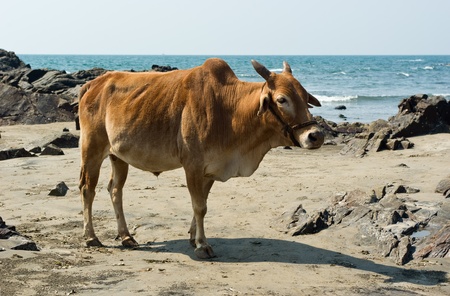 Indian cow in the beach of Arabian sea, Goaの写真素材