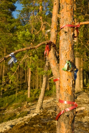 Wish pine tree with color ribbons in forest on Karelian rock, Finlandの写真素材