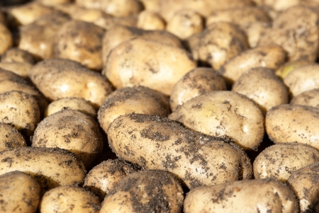 Natural background -white potato tubers in sunlightの写真素材