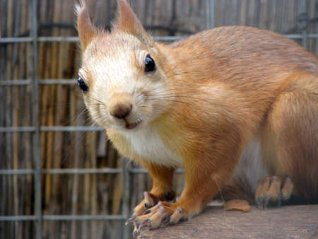 Curious squirrelの写真素材
