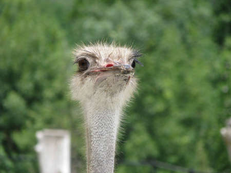 Curious ostrichの写真素材