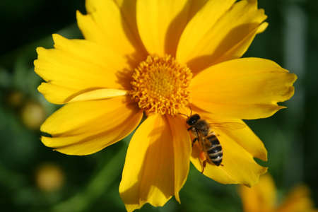 bee on the flowerの写真素材