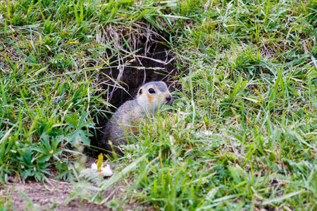 Gopher near his burrow in the steppes of Bashkortostan
