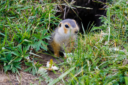 Gopher near his burrow in the steppes of Bashkortostan