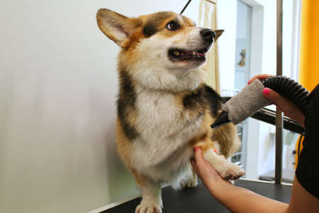 Pet professional master groomer blow drying corgi welsh pembroke dog after washing in grooming salon. Female hands using hair dryer getting fur dried with blower. Animal hairstyleの写真素材