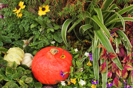 Colorful organic pumpkins and gourds on agricultural fair. Harvesting autumn time concept. Garden fall natural plant. Thanksgiving halloween decor. Festive farm rural background.の写真素材