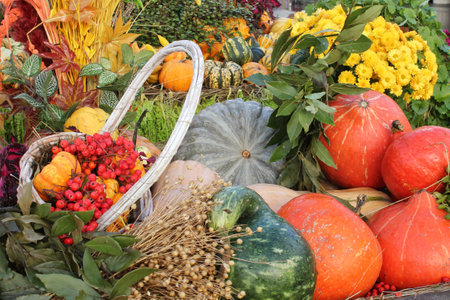 Colorful organic pumpkins and gourds on agricultural fair. Harvesting autumn time concept. Garden fall natural plant. Thanksgiving halloween decor. Festive farm rural background.の写真素材