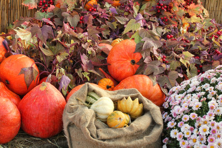 Colorful organic pumpkins and gourds on agricultural fair. Harvesting autumn time concept. Garden fall natural plant. Thanksgiving halloween decor. Festive farm rural background.の写真素材