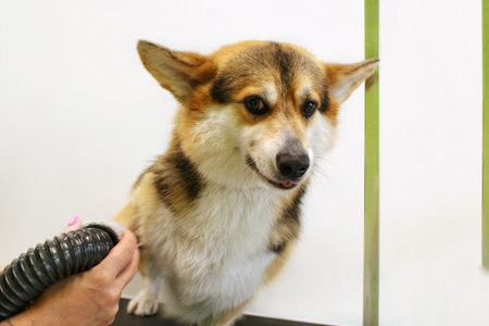 Pet professional master groomer blow drying corgi welsh pembroke dog after washing in grooming salon. Female hands using hair dryer getting fur dried with a blower. Animal hair styleの写真素材
