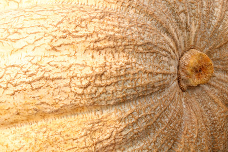 Close-up of colorful organic pumpkin on agricultural fair. Harvesting autumn time concept. Garden fall natural plant. Thanksgiving halloween decor. Festive farm rural background.の写真素材