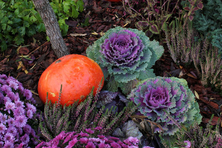 Close-up of fresh plant leaves decorative purple cabbage Brassica oleracea and pumpkins. Organic vegetable healthy eating concept. autumn harvesting. Vegan food. Gardening, growingの写真素材