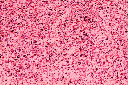 Terrazzo floor texture, polished stone pattern, color surface background.の写真素材