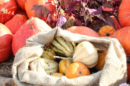 Harvested pumpkins in a rustic bag on a farmの写真素材