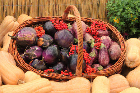 Organic pumpkin and vegetable in rattan basket on agricultural fair. Harvesting autumn time concept. Garden fall natural plant. Thanksgiving halloween decor. Festive farm rural bacの写真素材