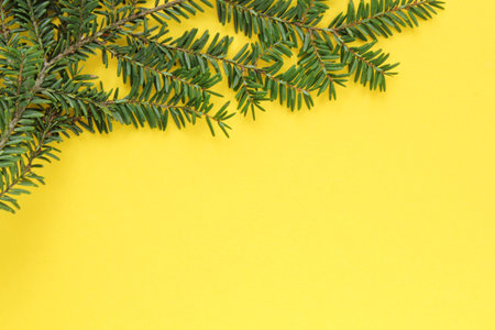Green spruce branch on yellow background with copy space. Christmas tree decoration. Winter holiday card. new year concept. Fir, pine twig close-upの写真素材