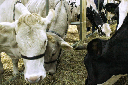 Cows on dairy farm. Cattle feeding with hay. Concept of farming and animal husbandry. Herd of cows...