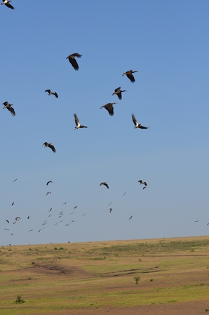 flock of black storks ciconia nigra on flight in Arusha Tanzania Africaの写真素材