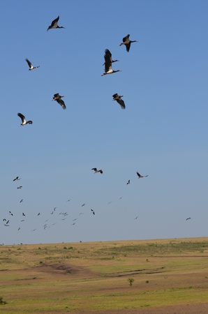 flock of black storks ciconia nigra on flight in Arusha Tanzania Africaの写真素材