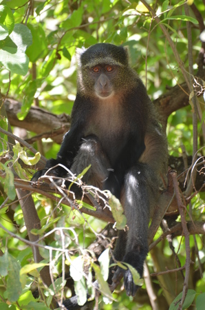 Baboon on the tree in Tarangire National Park in Tanzania Africaの写真素材