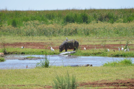 hippo and egret near waterhole in the Serengeti national park Tanzania Africaの写真素材