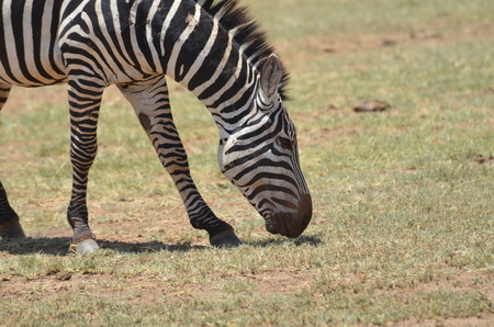 Zebra grazing in the Serengeti National Park in Tanzania Africaの写真素材