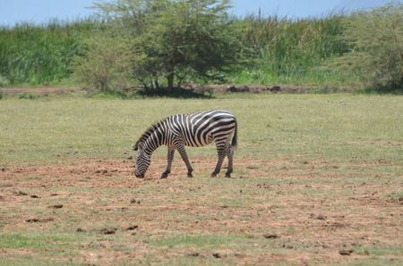Zebra grazing near acacia tree in the Serengeti National Park Tanzania Africaの写真素材