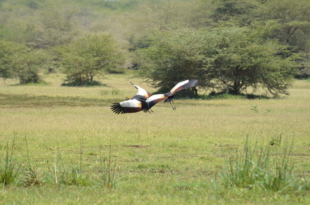 Saddle-billed Storks in mating dance in Mikumi National Park in Tanzania Africa in augustの写真素材
