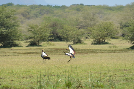 Saddle-billed Storks in mating dance in Mikumi National Park in Tanzania Africa in augustの写真素材