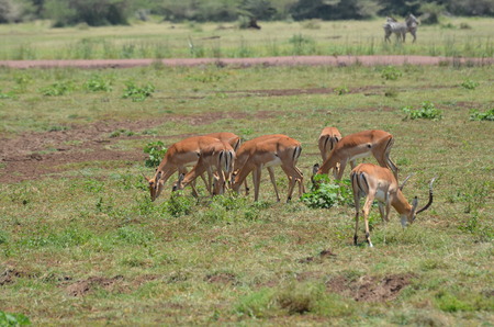 Young Impala Gazelles grazing grass in African plain in Tanzaniaの写真素材