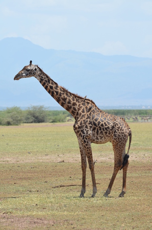 Female giraffes in the savannah in Tanzania Africaの写真素材