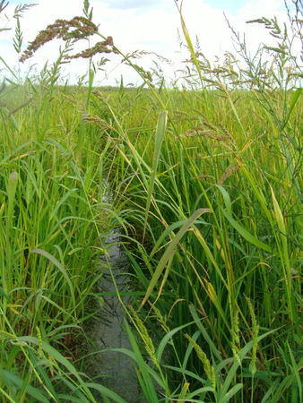 rice field in Camargue Provence Franceの写真素材