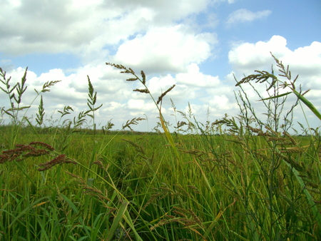 rice field in Camargue Provence Franceの写真素材