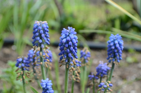 Muscari flowersの写真素材