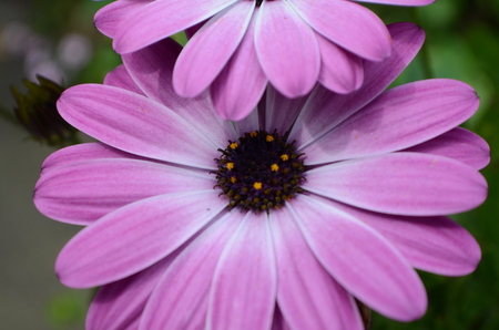 African Daisy Osteospermum lilac daisyの写真素材