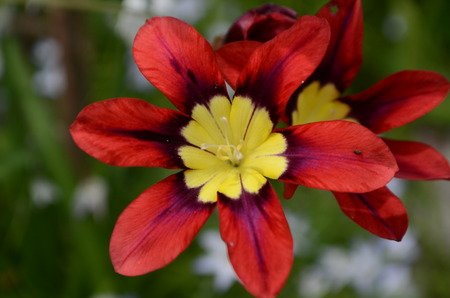 Red and yellow flowers Iridaceae Ixiaの写真素材