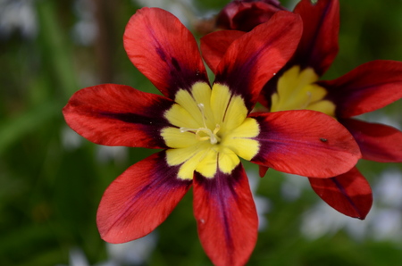 Red and yellow flowers Iridaceae Ixiaの写真素材