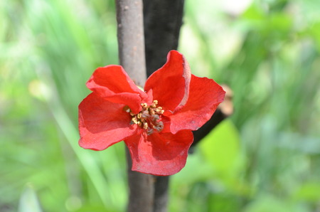 Chaenomeles japonica Japanese quince flowerの写真素材