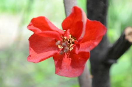 Chaenomeles japonica Japanese quince flowerの写真素材