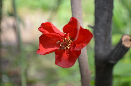 Chaenomeles japonica Japanese quince flowerの写真素材