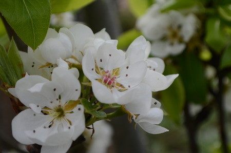 Pear flowersの写真素材