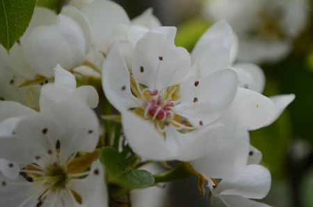 pear flowersの写真素材