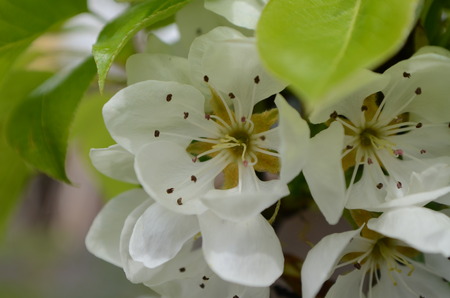 pear flowersの写真素材