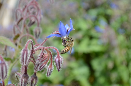 bee on Borago officinalisの写真素材