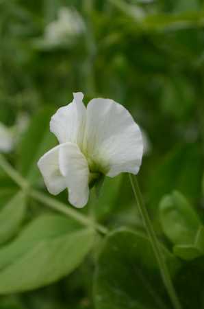 white sweet pea flowerの写真素材