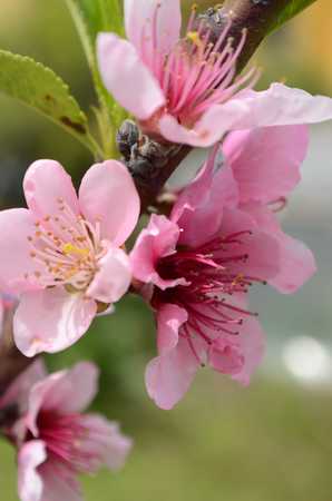 Peach flowers spring flowersの写真素材