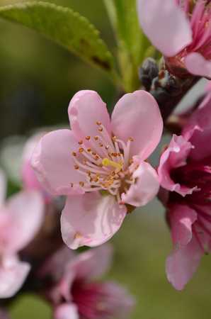 Peach flowers easter flowersの写真素材