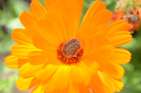 beetle on Calendula officinalis orange marigold flowerの写真素材