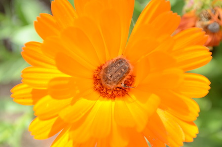 Beetle on Calendula officinalis orange marigold flowerの写真素材